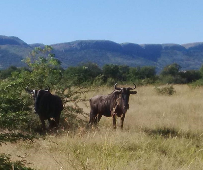 Commercial Property for Sale in La Camargue Private Country Estate North West